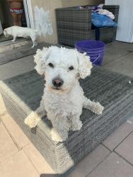 Lost Male Dog last seen Near n Davidson Ave, San Bernardino, CA 92411
