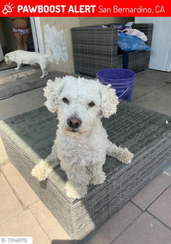Lost Male Dog last seen Near n Davidson Ave, San Bernardino, CA 92411