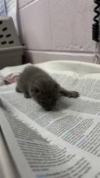 Shelter Stray Male Cat last seen RODBY DR, 2020 Forest St, Jacksonville, FL 32204, USA