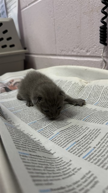 Shelter Stray Male Cat last seen RODBY DR, 2020 Forest St, Jacksonville, FL 32204, USA