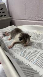 Shelter Stray Female Cat last seen RODBY DR, 2020 Forest St, Jacksonville, FL 32204, USA