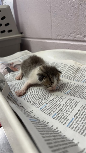 Shelter Stray Female Cat last seen RODBY DR, 2020 Forest St, Jacksonville, FL 32204, USA
