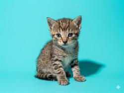 Shelter Stray Male Cat last seen POPEYES ON ATLANTIC AND ARLINGTON, 2020 Forest St, Jacksonville, FL 32204, USA