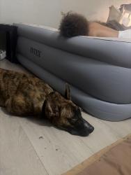 Reunited Male Dog last seen Maryland & flamingo, Las Vegas, NV 89119