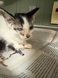 Shelter Stray Male Cat last seen Near BLOCK BEACH BLVD 430, 2020 Forest St, Jacksonville, FL 32204, USA