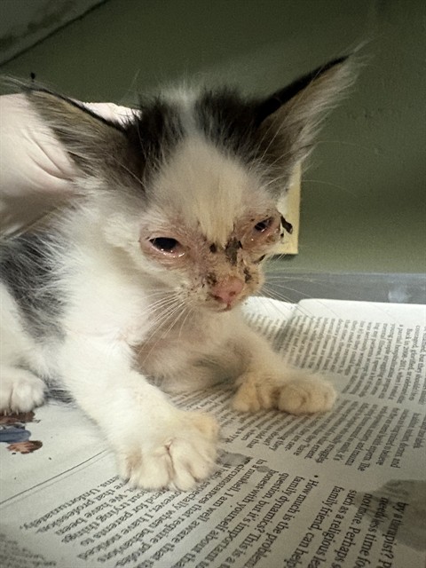 Shelter Stray Male Cat last seen Near BLOCK BEACH BLVD 430, 2020 Forest St, Jacksonville, FL 32204, USA