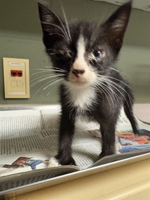 Shelter Stray Male Cat last seen Near BLOCK BEACH BLVD 430, 2020 Forest St, Jacksonville, FL 32204, USA