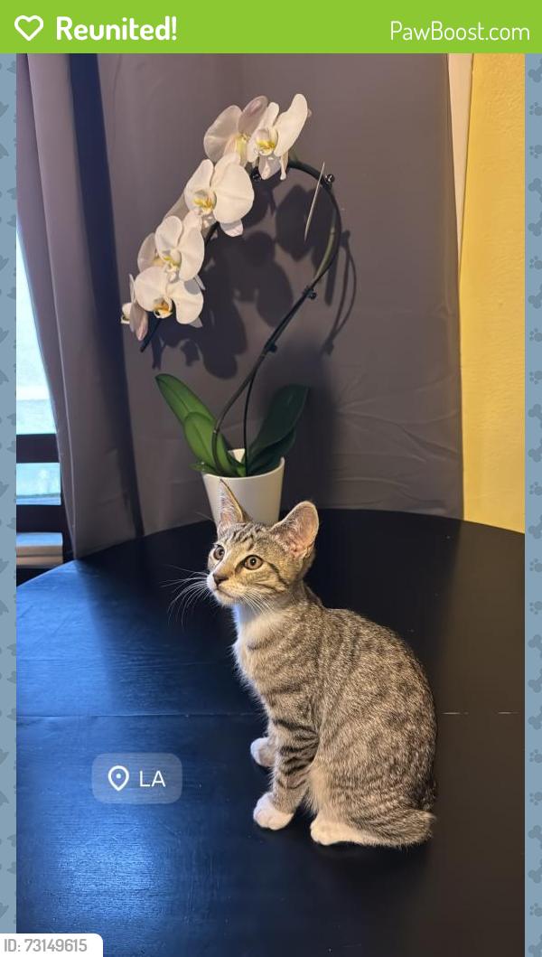Reunited Male Cat last seen Overland Ave and Venice Blvd, Culver City, CA 90232