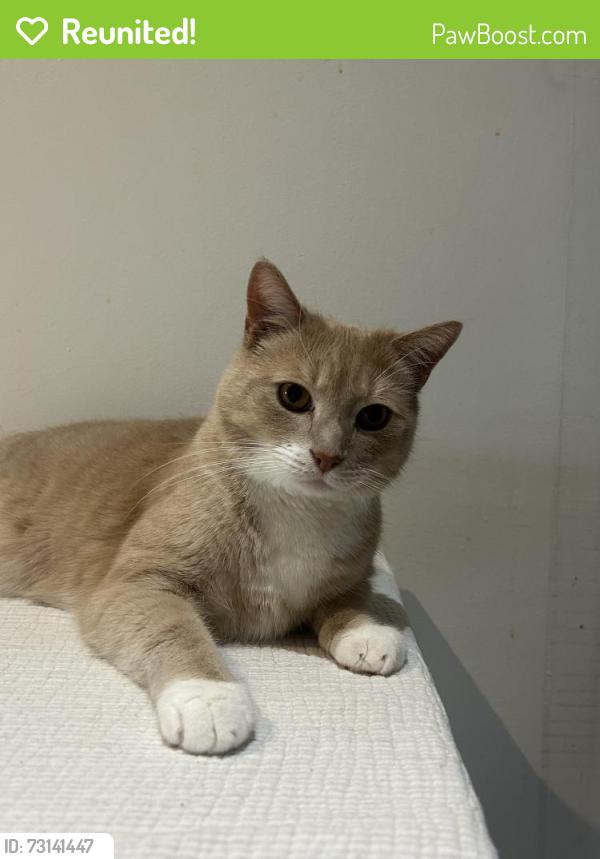 Reunited Male Cat last seen Bootle, Merseyside, England 