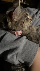 Found/Stray Unknown Cat last seen Holgate blvd, Portland, OR 97266