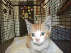 Shelter Stray Male Cat last seen , 11361 W Pico Blvd, Los Angeles, CA 90064, USA