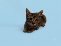 Shelter Stray Male Cat last seen , 1850 W 60th St, Los Angeles, CA 90047, USA
