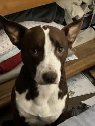 Lost Male Dog last seen Morgan and Baldwin by king seafood, Corpus Christi, TX 78405
