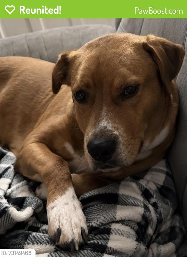 Reunited Female Dog last seen Yale rd/Covington pike, Memphis, TN 38128
