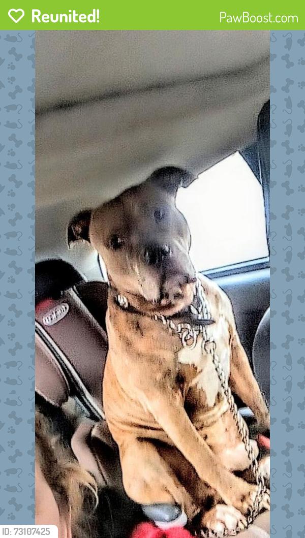 Reunited Male Dog last seen Capital Mall rd, Tanglewilde, WA 98516