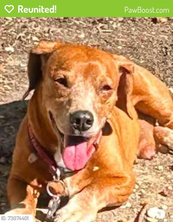 Reunited Male Dog last seen Royse City, IH30/irby campbell, Royse City, TX 75189