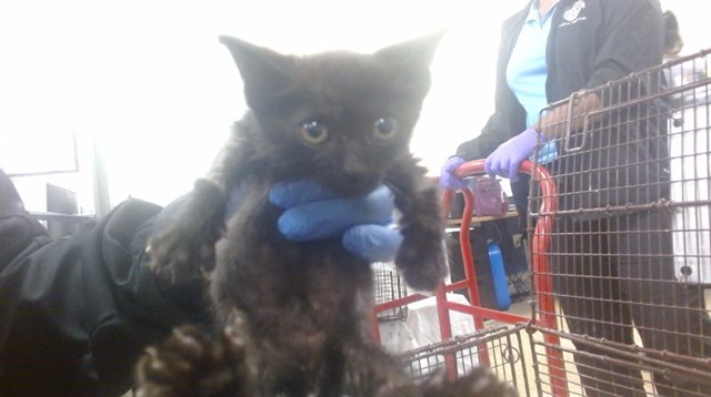 Shelter Stray Female Cat last seen Near BLOCK SW 67 AVE, 3599 NW 79th Ave, Doral, FL 33122, USA
