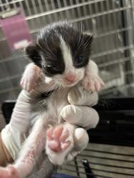 Shelter Stray Female Cat last seen Near BARREL CACTUS ST, MOJAVE CA 93501, 3951 Fruitvale Ave, Bakersfield, CA 93308, USA