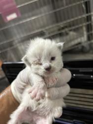 Shelter Stray Male Cat last seen Near BARREL CACTUS ST, MOJAVE CA 93501, 3951 Fruitvale Ave, Bakersfield, CA 93308, USA