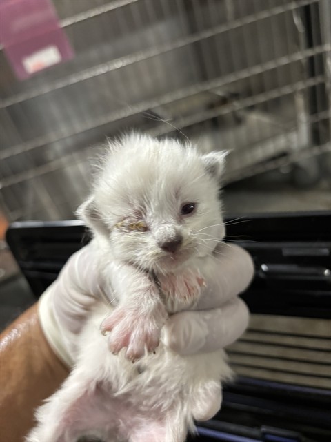 Shelter Stray Male Cat last seen Near BARREL CACTUS ST, MOJAVE CA 93501, 3951 Fruitvale Ave, Bakersfield, CA 93308, USA