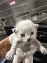 Shelter Stray Female Cat last seen Near BARREL CACTUS ST, MOJAVE CA 93501, 3951 Fruitvale Ave, Bakersfield, CA 93308, USA