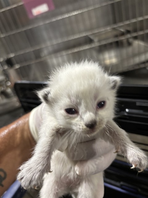 Shelter Stray Female Cat last seen Near BARREL CACTUS ST, MOJAVE CA 93501, 3951 Fruitvale Ave, Bakersfield, CA 93308, USA