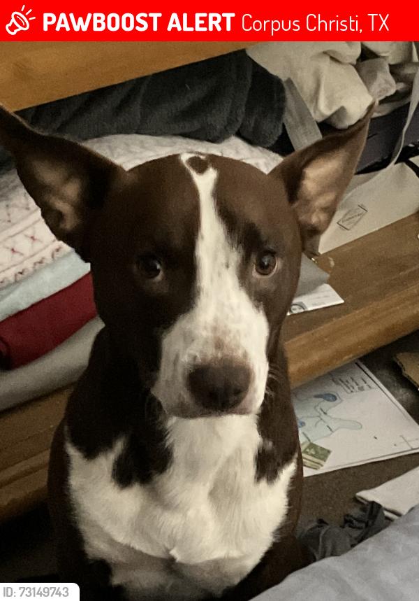 Lost Male Dog last seen He went missing around Morgan and Baldwin area by the king seafood restaurant, Corpus Christi, TX 78405
