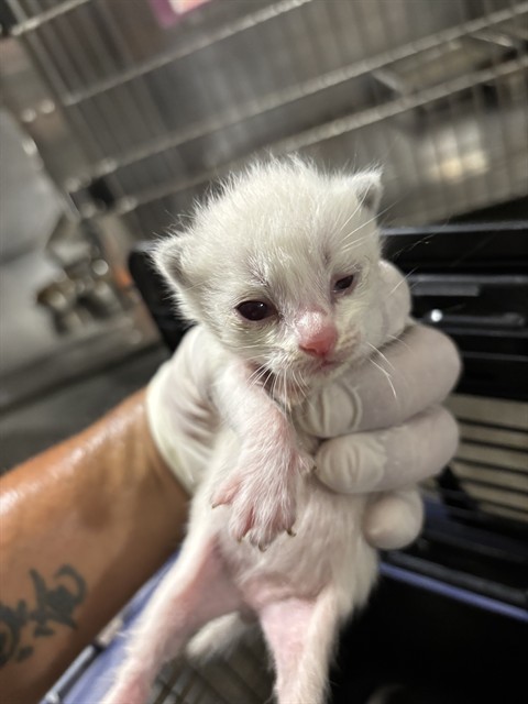 Shelter Stray Male Cat last seen Near BARREL CACTUS ST, MOJAVE CA 93501, 3951 Fruitvale Ave, Bakersfield, CA 93308, USA