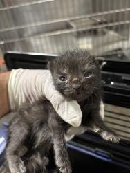 Shelter Stray Female Cat last seen Near BARREL CACTUS ST, MOJAVE CA 93501, 3951 Fruitvale Ave, Bakersfield, CA 93308, USA