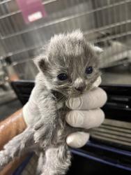 Shelter Stray Female Cat last seen Near BARREL CACTUS ST, MOJAVE CA 93501, 3951 Fruitvale Ave, Bakersfield, CA 93308, USA