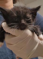 Shelter Stray Female Cat last seen Near BLOCK STINE RD, BAKERSFIELD CA 93309, 3951 Fruitvale Ave, Bakersfield, CA 93308, USA
