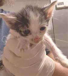 Shelter Stray Male Cat last seen Near BLOCK STINE RD, BAKERSFIELD CA 93309, 3951 Fruitvale Ave, Bakersfield, CA 93308, USA