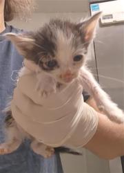 Shelter Stray Female Cat last seen Near BLOCK STINE RD, BAKERSFIELD CA 93309, 3951 Fruitvale Ave, Bakersfield, CA 93308, USA