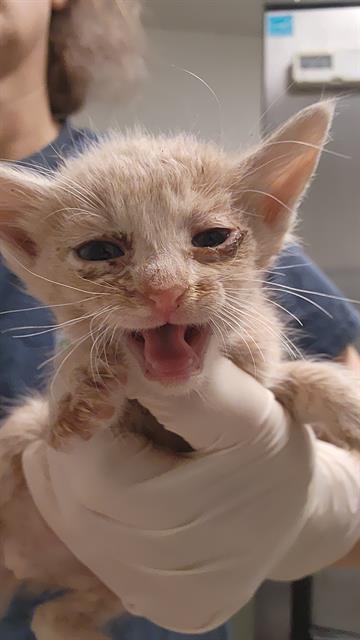 Shelter Stray Female Cat last seen Near BLOCK STINE RD, BAKERSFIELD CA 93309, 3951 Fruitvale Ave, Bakersfield, CA 93308, USA