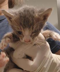 Shelter Stray Male Cat last seen Near BLOCK STINE RD, BAKERSFIELD CA 93309, 3951 Fruitvale Ave, Bakersfield, CA 93308, USA