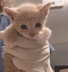 Shelter Stray Male Cat last seen Near BLOCK STINE RD, BAKERSFIELD CA 93309, 3951 Fruitvale Ave, Bakersfield, CA 93308, USA