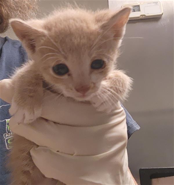 Shelter Stray Male Cat last seen Near BLOCK STINE RD, BAKERSFIELD CA 93309, 3951 Fruitvale Ave, Bakersfield, CA 93308, USA