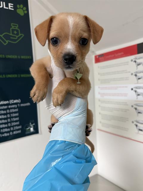 Shelter Stray Male Dog last seen Near BLOCK WILSON AVE, BAKERSFIELD CA 93308, 3951 Fruitvale Ave, Bakersfield, CA 93308, USA
