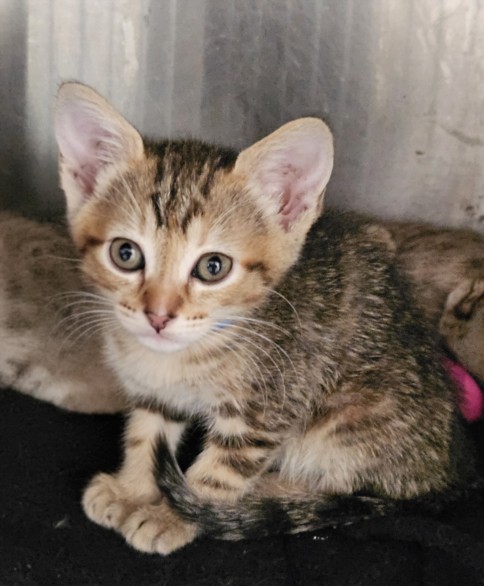 Shelter Stray Female Cat last seen , 3201 Lacy St, Los Angeles, CA 90031, USA