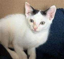 Shelter Stray Male Cat last seen Near BLOCK WASHINGTON AVE, BAKERSFIELD CA 93308, 3951 Fruitvale Ave, Bakersfield, CA 93308, USA