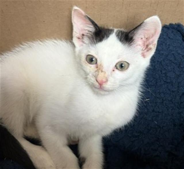 Shelter Stray Male Cat last seen Near BLOCK WASHINGTON AVE, BAKERSFIELD CA 93308, 3951 Fruitvale Ave, Bakersfield, CA 93308, USA