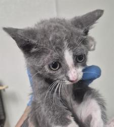 Shelter Stray Male Cat last seen Near BLOCK ROBERTS LN, BAKERSFIELD CA 93308, 3951 Fruitvale Ave, Bakersfield, CA 93308, USA