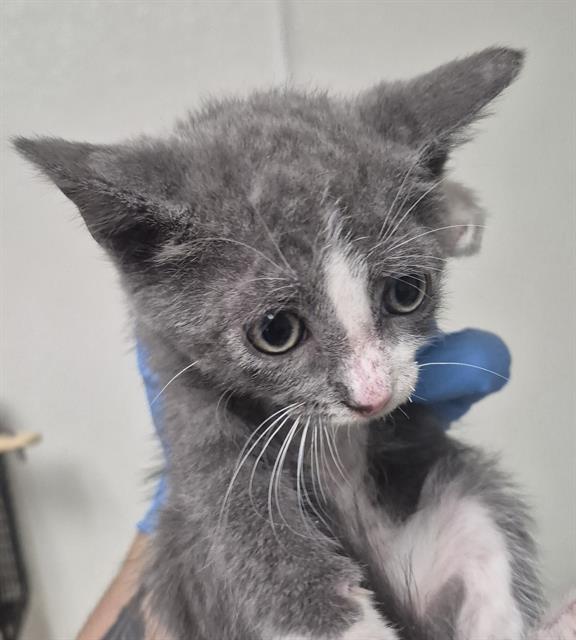 Shelter Stray Male Cat last seen Near BLOCK ROBERTS LN, BAKERSFIELD CA 93308, 3951 Fruitvale Ave, Bakersfield, CA 93308, USA