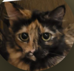 Lost Female Cat last seen Bronco Ln, and Lookout Trl, Plano, TX 75023