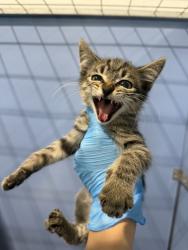 Shelter Stray Male Cat last seen KENDALL AND LITTLE MOUNTAIN, 333 Chandler Pl, San Bernardino, CA 92408, USA