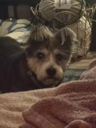 Lost Male Dog last seen Raimondi Park, Oakland, CA 94607