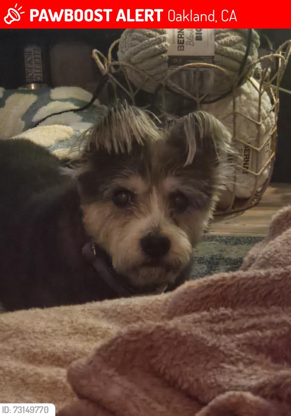 Lost Male Dog last seen Raimondi Park, Oakland, CA 94607