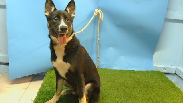 Shelter Stray Male Dog last seen , 216 W Victoria St, Gardena, CA 90248, USA