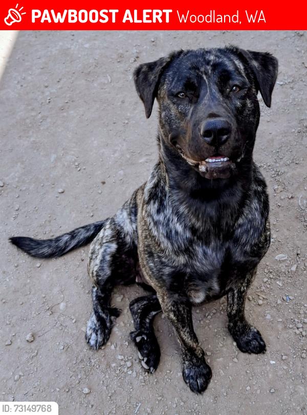 Lost Female Dog last seen Little Kalama River Road, Woodland, WA 98674