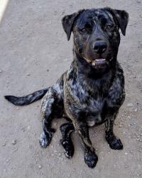 Lost Female Dog last seen Little Kalama River Road, Woodland, WA 98674